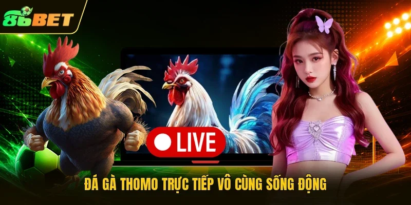 Đá gà Thomo trực tiếp vô cùng sống động